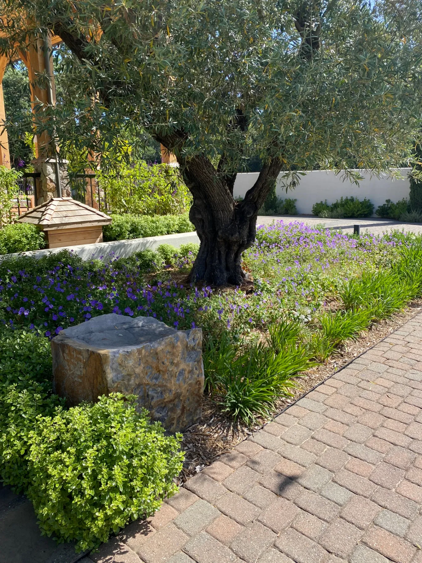 Olive tree garden path