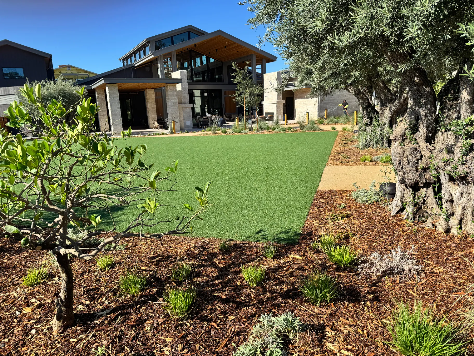 Modern home turf and olive trees